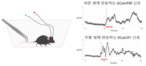 꼬리 잡기에 대한 반응으로 유발된 GCaMP6f & RCaMP1 신호