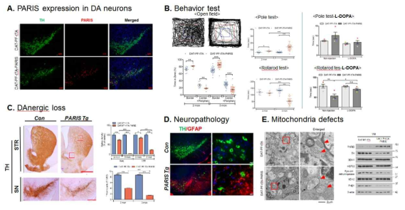 PARIS 발현 만성 모델에서의 파킨슨 병변 유도 A. PARIS 만성 모델에서의 도파민 세포 특이적인 PARIS 발현 B. PARIS 만성 모델에서의 행동 이상 (open field, pole, rotarod test). L-DOPA 처치에 의한 운동 기능 장애의 개선 양상 (n = 4). C. PARIS 마우스모델의 도파민 세포 사멸 (n = 3~4 per group) D. 신경 염증 소견을 GFAP 면역 형광염색으로 확인. E. PARIS 만성 모델 마우스 중뇌 조직에서의 미토콘드리아의 구조 및 단백체 발현 양상 분석