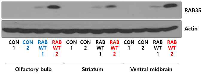 TetO-RAB35와 DAT-tTA line 교배 mouse에서 도파민 연관 뇌 영역에에서 RAB35의 단백질 발현 분석