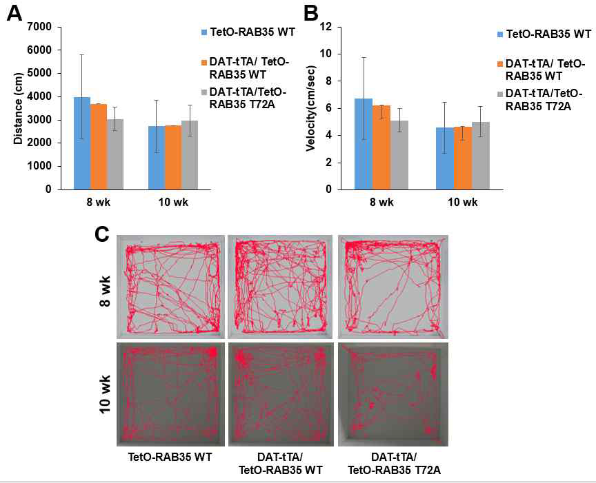 RAB35 과발현 mouse에 대한 Open field test 진행 결과