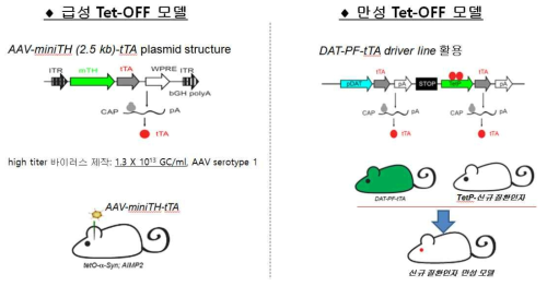 신규 기저핵 장애 뇌질환 Tet-OFF 마우스 급성/만성 모델 시스템 도식도. AAV-THP-tTA 플라스미드의 구조. 2.5 kb의 mini TH 프로모터에 의해 tTA를 발현하기 때문에 고농도의 AAV-THP-tTA 바이러스를 responder 마우스의 중뇌에 주입시 도파민 세포 특이적으로 질환인자를 발현 유도 가능함. 만성 Tet-OFF 모델 제작을 위해서는 dopamine transporter 프로모터 하위에 PF-tTA (positive feedback-tetracycline regulatable transcription activator) element와 TetP-tTA element를 가진 카세트가 knock-in 되어 있는 DAT-PF-tTA 드라이버 마우스를 이용함. 이 드라이버 라인과 Tet 프로모터를 활용한 신규질환 마우스 교배시 만성 모델 구축이 가능함