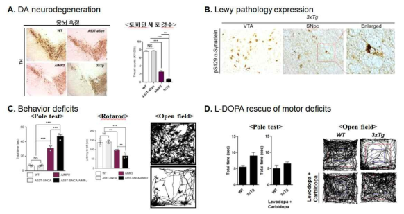 AIMP2;αSyn 복합질환인자에 의한 파킨슨 질환 병리 발현 A. AIMP2 그리고/또는 αSyn 발현에 의한 중뇌 도파민세포의 사멸. B. 신경병리학적인 변화를 면역 조직 염색으로 확인 (루이소체 유사 응집체-pS129-αSyn). C. 복합인자 발현 만성 모델에서의 행동 이상 (open field, pole, rotarod test). D. L-DOPA 처치에 의한 운동 기능 장애의 개선 양상