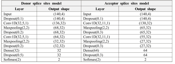 Donor 및 Acceptor 스플라이스 위치 예측을 위한 딥러닝 모델의 세구 구조