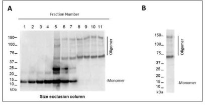 Size exclusion column을 이용하여, α-syn 분리 정제