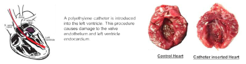 Schematic diagram of Left Ventricular Thrombus Animal Model