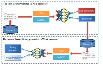 제안한 iPSW(PseDNC-DL) 모델 구조