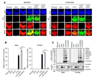 뇌기능 장애 초파리 모델을 이용한 뇌기능 결정유전자 dOmi단백질의 in vivo 효능