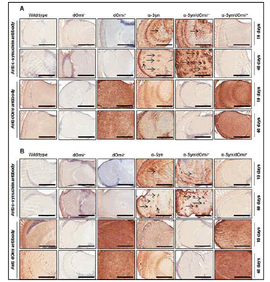 뇌기능장애 초파리모델을 이용하여 Parkinson질병 결정유전자 hOmi 단백질의 in vivo 효능