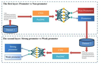 제안한 iPSW(PseDNC-DL) 모델 구조