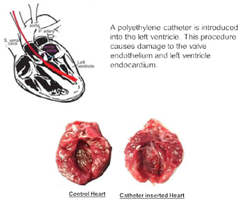 Schematic diagram of Left Ventricular Thrombus Animal Model