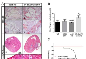 Model of novel inducible genetic atherosclerosis model in mice