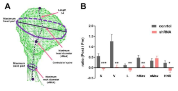 nArgBP2 KD된 spine의 3D structure 변화