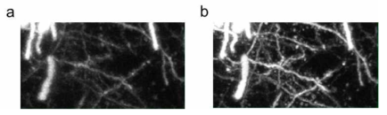 뇌조직에 의한 수차로 인한 현재 고해상도 뇌지도 매핑의 한계. (a) 일반 이광자 현미경으로 뇌속 뉴런을 이미징한 모습. (b) 수차 보정 후 뉴런의 모습