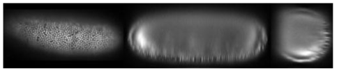 빛평면 현미경으로 drosophila embryo를 이미징한 모습. 수차로 인해 몸통 내부 세포들의 이미징 해상도가 급격히 저하됨