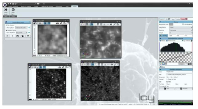 ICY를 이용한 현미경 영상 볼륨 2D, 3D 가시화