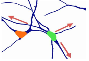 신경 세포 Segmentation 접근 방법