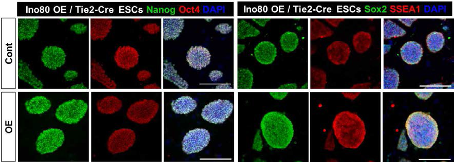 Ino80 과발현 배아줄기세포에서의 전분화능 마커를 이용한 형광면역염색