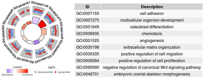 유의적으로 증가/감소된 유전자들을 이용한 Gene ontology(GO) 분석