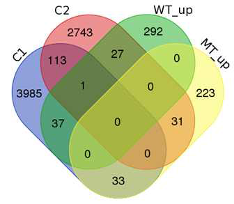 RNA-seq 결과와 ChIP-seq에서 차이나는 유전자들의 수를 나타낸 벤다이어그램