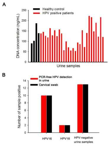 (a) 나노와이어를 사용하여 HPV-positive인 환자 및 HPV-negative인 환자의 소변에서 cfDNA를 포획한 후 농도를 측정하였음, (b) HPV16-과 HPV18-positive인 환자 및 HPV-negative인 환자의 소변을 나노와이어 기반 colorimetric assay로 분석한 후 cervical swab 결과와 일치하는지 검증하였음