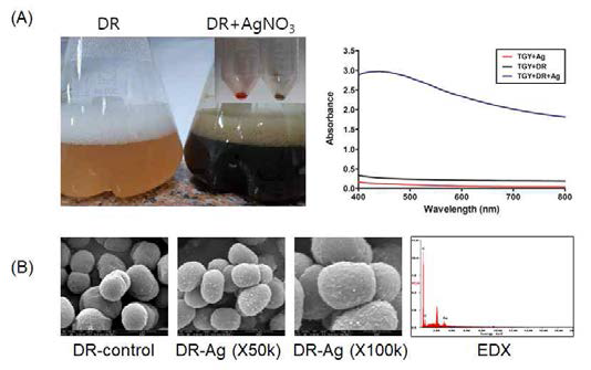은 나노 입자의 생합성 (A) 은 이온 처리 전후의 배양된 Deinococcus radiodurans 이미지 (B) 배양조건별 UV흡광도 비교 이미지 (C) SEM-EDX 분석 이미지