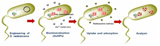 AuNP-D. radiodurans를 이용한 방사성 요오드 제거 과정 모식도