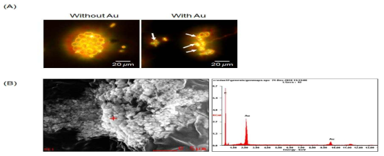 금 나노 입자의 생합성 (A) dark field microscopy 분석 이미지 (B) SEM-EDX 분석 이미지