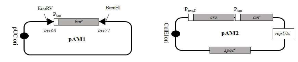 Deinococcus radiodurans 미생물 유전체 개량을 위한 플라스미드