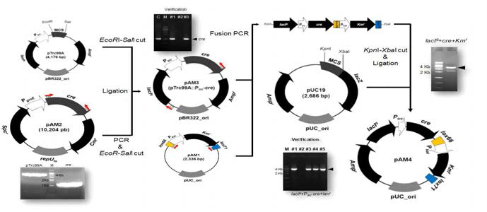 Ptrc-LacIq 발현 시스템 기반 Cre단백질 발현 벡터 구축