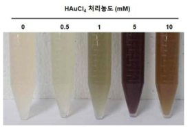 HAuCl4 처리 농도에 따른 금 나노 입자의 합성