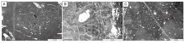 미생물-고착성 동물 생물초와 이질 탄산염암에서 나타나는 유사 각질해면류 화석의 현미경 사진. A) 상부 오르도비스계 시아젠층의 해면류. B) 하부 오르도비스계 두무골층의 생물초. C) 그림 B의 박스를 확대한 유사각질 해면류. Lee and Hong (2019)를 수정