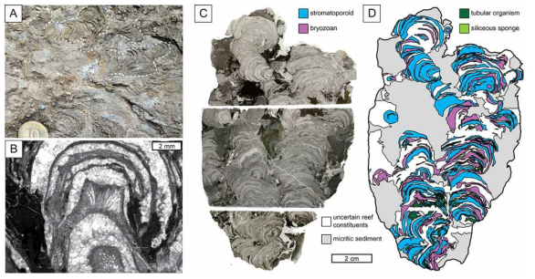 중부 오르도비스계 두위봉층의 층공충-태형동물 생물초. A) 두위봉층 생물초의 노두 사진. 엽층리 조직의 구조가 관찰된다. B) 판상의 층공충과 태형동물의 반복적 상호부착에 의해 형성된 생물초 골격 구조의 현미경 사진. C-D) 박편화한 생물초 슬랩과 구성 생물별로 색을 입힌 스케치. 판상의 층공충과 태형동물이 우세하며 이들의 성장에 의해 기둥상, 분기하는 기둥상 및 불규칙적인 형태의 골격구조가 형성된다. Hong et al. (2018)을 수정