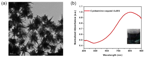 (a) 방사형 금 나노입자 TEM 이미지, (b) 방사형 금 나노입자 흡광 스펙트럼