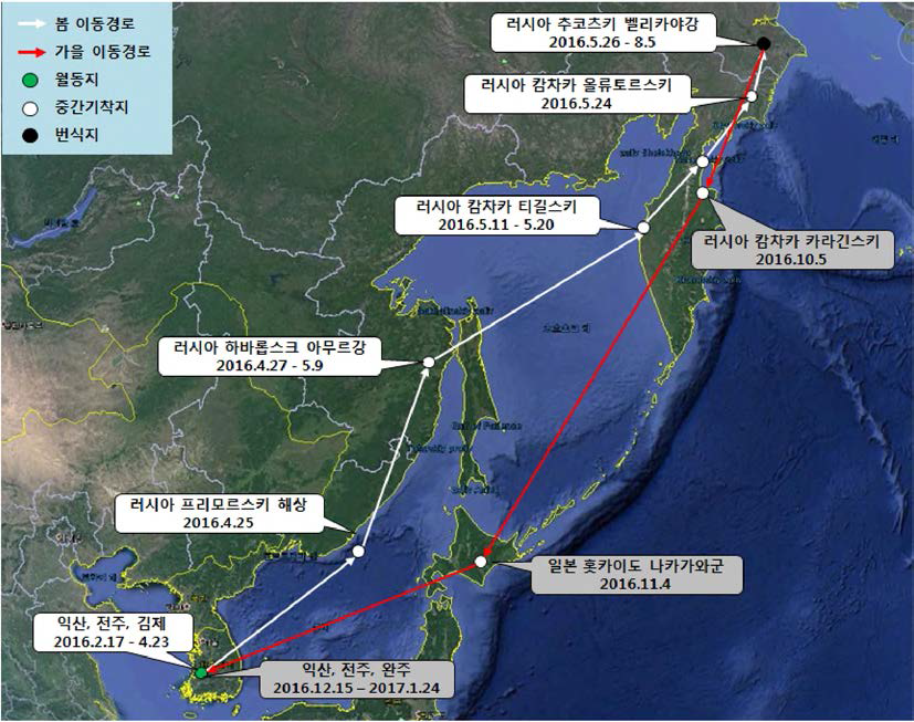 홍머리오리(ID 152499)의 이동경로 (‘16.2.17 - ‘17.1.24)