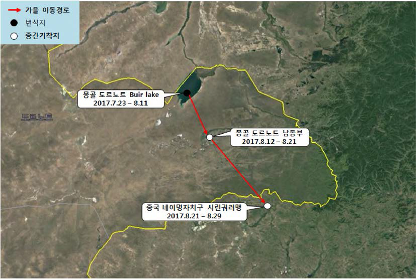 큰고니(br17007)의 이동경로(‘17.7.23 - ‘17.8.29)