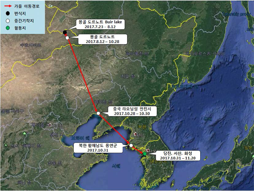 큰고니(br17009)의 이동경로(‘17.7.23 - ‘17.11.20)