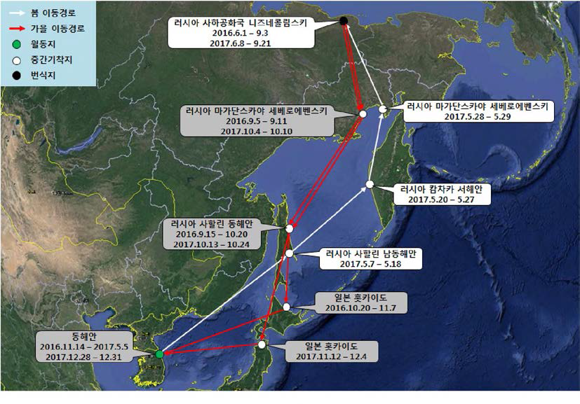 재갈매기(br1541)의 이동경로(‘16.6.1 - ‘17.12.31)