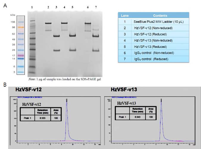 SD S-PAFE 및 SE-HPLC를 이용한 hzVSF variant 12 및 13의 특성 및 순도 확인