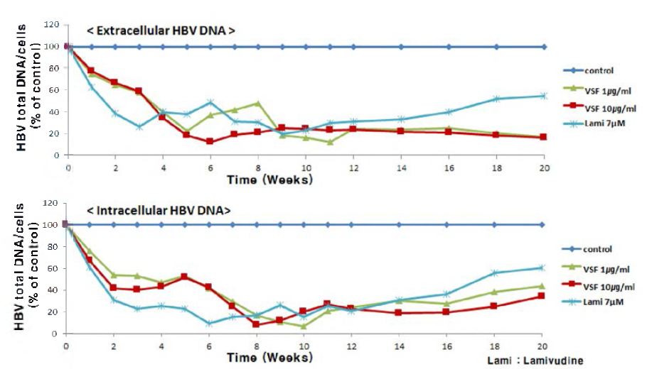 hzVSF v 13의 HBV 감염세포모델에서 효능 평가