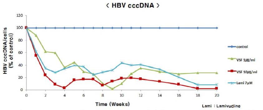 hzVSF v13의 HBV 감염세포모델에서 cccDNA에 대한 효능 평가