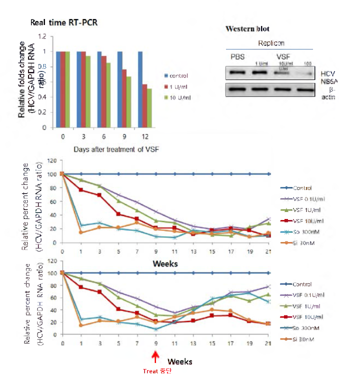 hzVSF v13의 HCV genotype lb 감염세포에서의 효능 평가