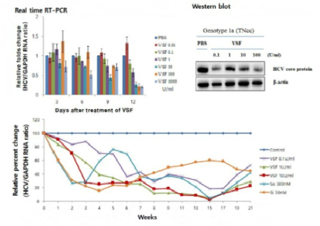 hzVSF v13의 HCV genotype la 감염 세포에서의 효능 평가