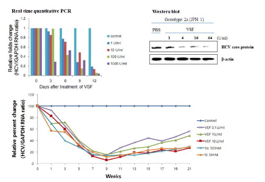 hzVSF v13의 HCV genotype 2a 감염 세포에서의 효능 평가
