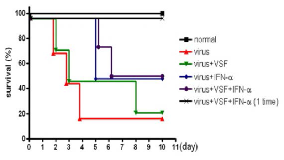 급성간염에 대한 mVSF와 IFN의 항바이러스 활성