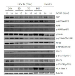 HCV genotype la 감염세포주에서 신호전달 단백질의 조사