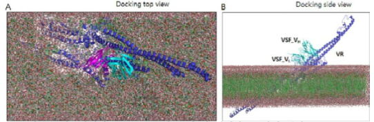 세포막에서 hzVSF v13의 중쇄 및 경쇄와 VR과의 결합 simulation
