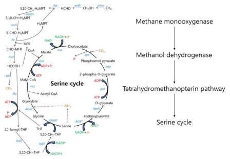 Methylocystis sp. B8의 메탄 산화 경로
