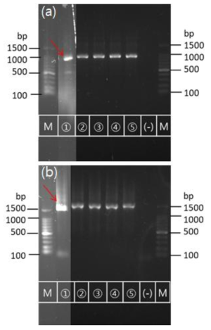 SRB 16S rRNA 유전자의 전기영동 후 겔 이미징 사진((a) 세균, (b) 고세균, ① 반응전, ② Sulfate 3, ③ Sulfate 2, ④ Sulfate 1, ⑤ AFW, (-) control)