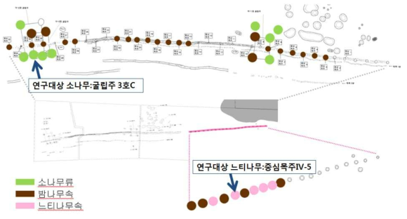 울산 반구동 유적(Ⅳ지구) 굴립주(큰 원)와 중심목주(작은 원)의 수종과 연구대상 목재