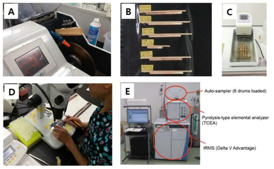 산소동위원소연륜연대기 작성을 위한 시료 처리 방법(A: 박편제작, B: 두께 1mm 박편, C: 리그닌 및 헤미셀룰로오스 제거 과정, D: 무게 120~250㎍ 시료 준비, E: 18O/16O 측정 장치)